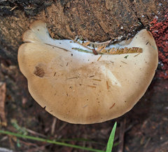Crepidotus nephrodes