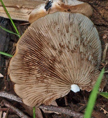 Crepidotus nephrodes