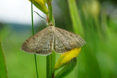 Anania fuscalis
