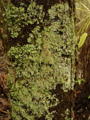 Menegazzia eperforata