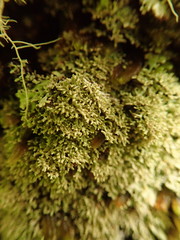 Menegazzia eperforata