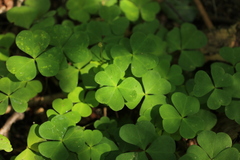 Oxalis acetosella