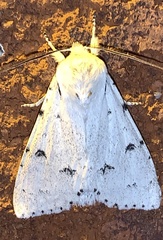 Acronicta vulpina