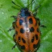 Maine Leaf Beetle - Photo (c) robertweeden, some rights reserved (CC BY-NC), uploaded by robertweeden
