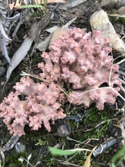 Ramaria botrytoides