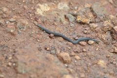 Uropeltidae