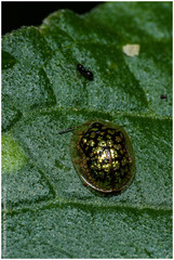 Cteisella confusa