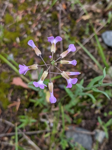 Image of Spreadingpod Rockcress (Boechera divaricarpa) by no rights reserved