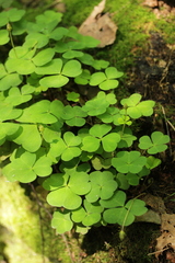 Oxalis acetosella