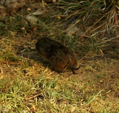 Thomomys umbrinus