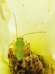 Neolygus contaminatus