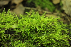 Bryopsida