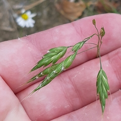 Bromus secalinus