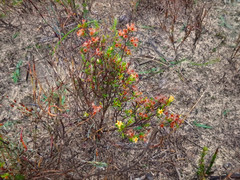 Cryptandra hispidula