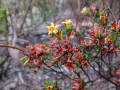 Cryptandra hispidula