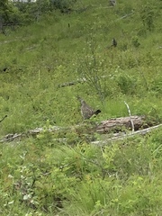 Dendragapus obscurus