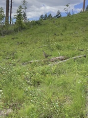 Dendragapus obscurus