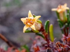 Cryptandra hispidula
