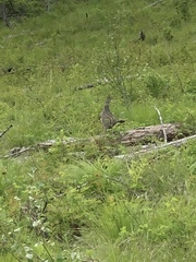 Dendragapus obscurus