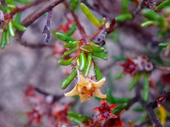 Cryptandra hispidula