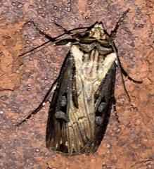 Agrotis volubilis