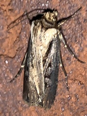 Agrotis volubilis