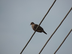 Columbina passerina