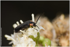 Polemius denticornis