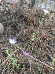 Trifolium resupinatum
