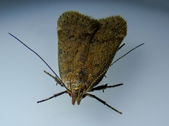 Bryotropha terrella