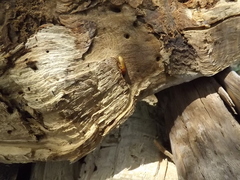 Kalotermitidae