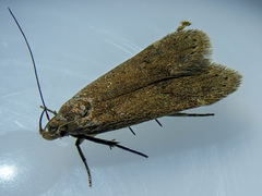 Bryotropha terrella