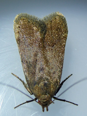 Bryotropha terrella