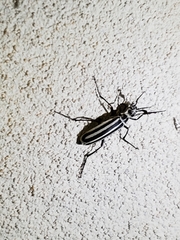 Epicauta atrivittata