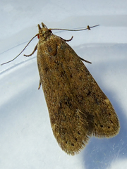 Bryotropha terrella