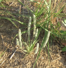Plantago wrightiana