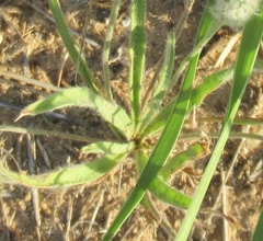 Plantago wrightiana