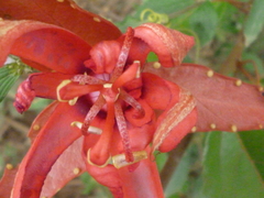 Passiflora tholozanii
