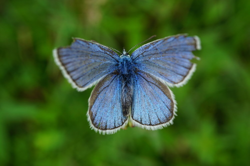 Gossamer-winged Butterflies