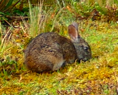 Sylvilagus andinus