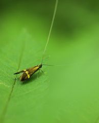 Nemophora degeerella