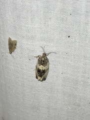 Pseudosciaphila duplex