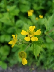 Geum macrophyllum macrophyllum