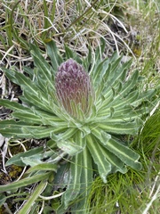 Campanula thyrsoides