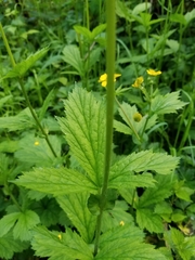 Geum macrophyllum macrophyllum
