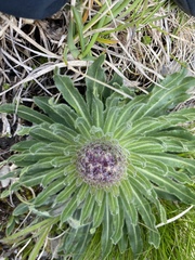 Campanula thyrsoides