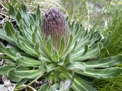 Campanula thyrsoides