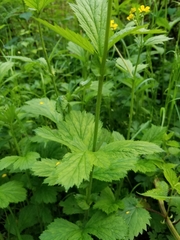 Geum macrophyllum macrophyllum