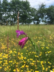 Gladiolus tenuis