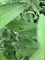 Nemophora degeerella